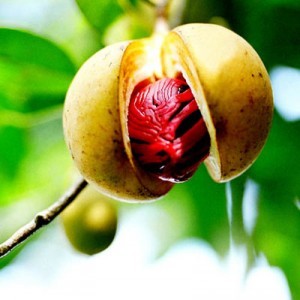 nutmeg-on-tree